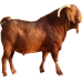 Kalahari red goat 