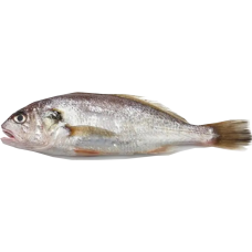  crocker fish (kilo/ frozen)