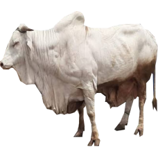Cow (live / extra large)