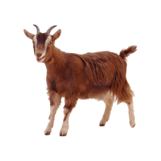 Goat (live / female/ big size)