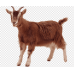 Goat (live / female/ big size)