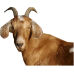 Female goat (small) 	