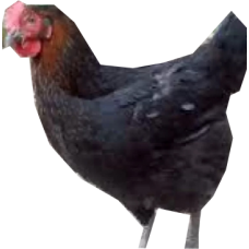 Nioler chicken 