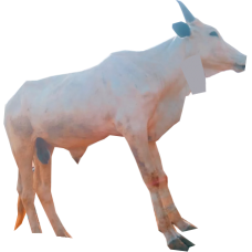 Cow (live/small size)