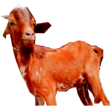  goat (live/big size)