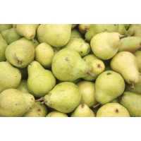 English pear - big size *5