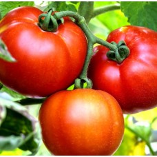 Big tomatoes - (kilo)