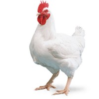 Live broiler chicken - big