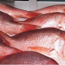 Red snapper fish (frozen/kilo)