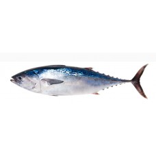  tuna fish (per kilo/ fresh)