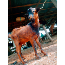 Goat (live/ medium size)