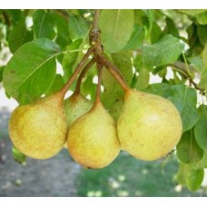 English pear - medium size