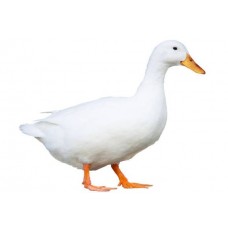 Duck (live)