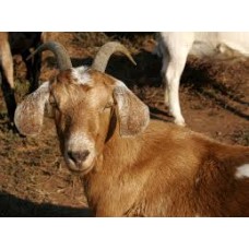 Female goat (medium )