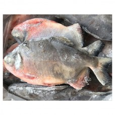 Owere fish (carton/frozen)
