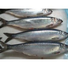  shawa fish (per kilo/frozen)