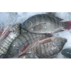 Tilapia fish (per kilo/frozen )