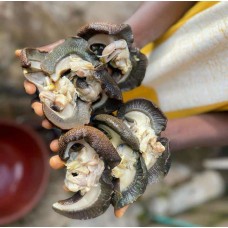 Oven dried snails- extra jumbo size (50pcs)