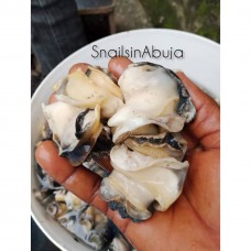 Ngolo (whelks/ marine snail) *a pack